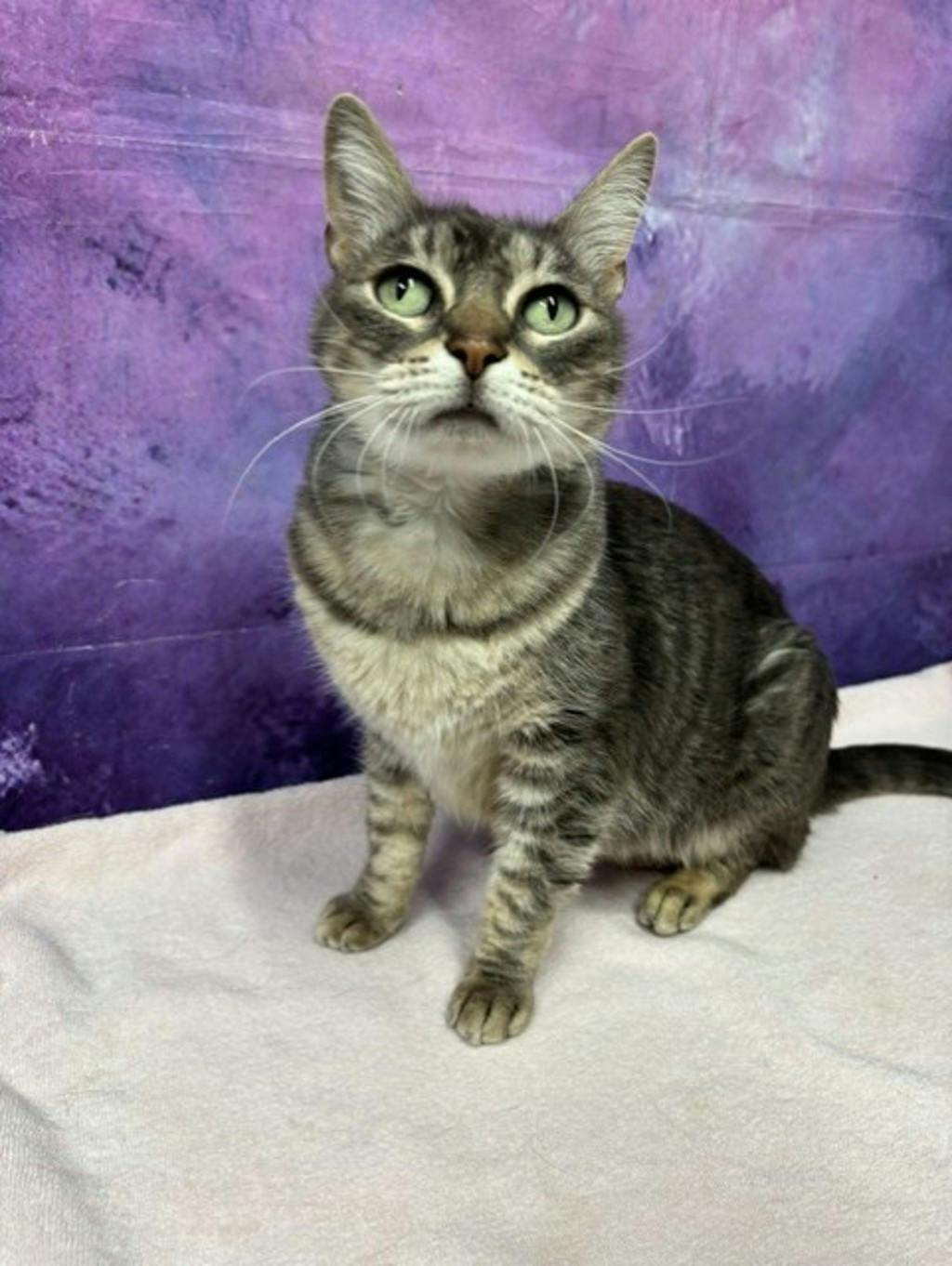 Lexi, a 5 years old Grey Tabby Female Domestic Short Hair Cat