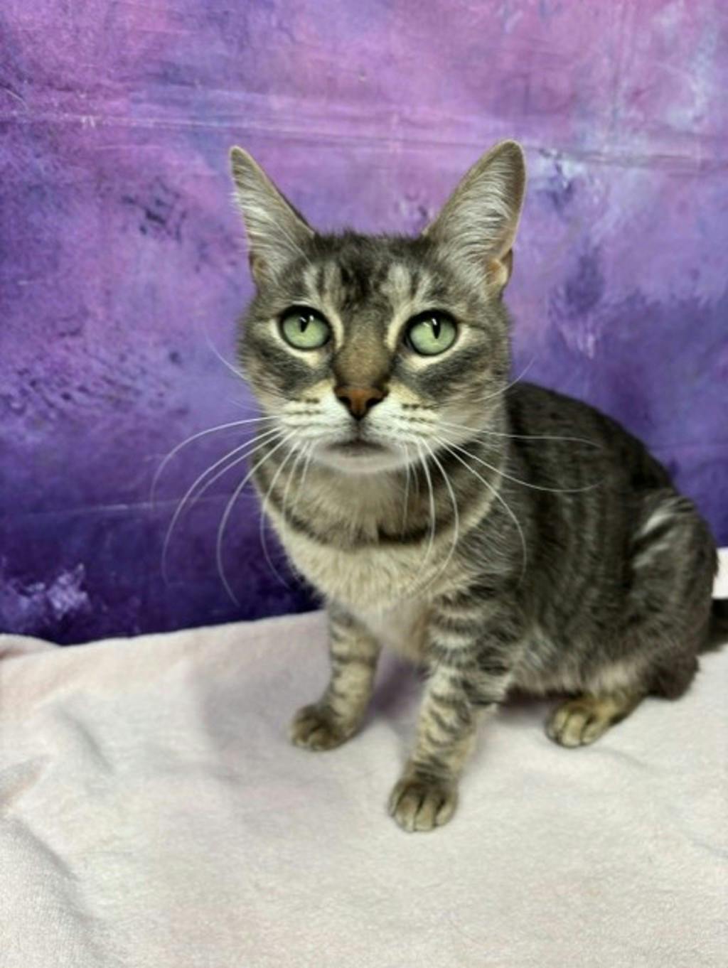 Lexi, a 5 years old Grey Tabby Female Domestic Short Hair Cat