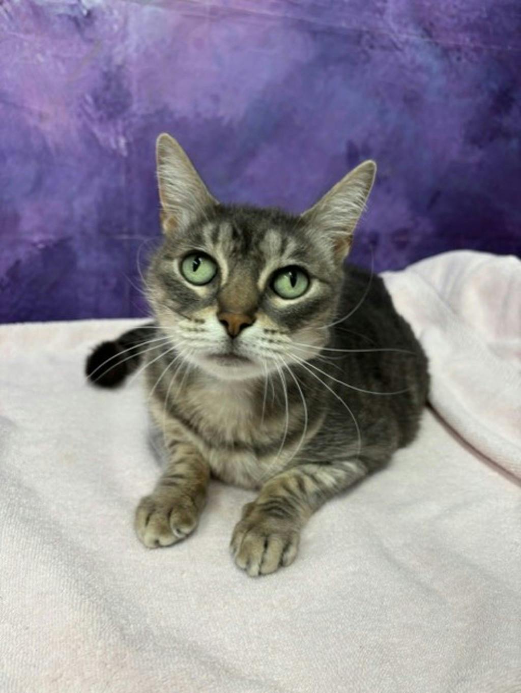 Lexi, a 5 years old Grey Tabby Female Domestic Short Hair Cat