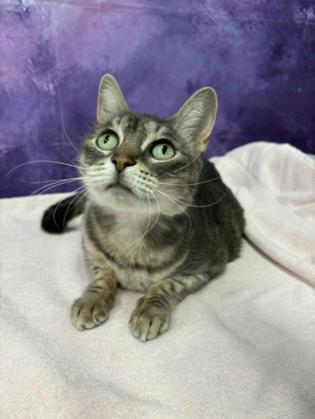 Lexi, a 5 years old Grey Tabby Female Domestic Short Hair Cat