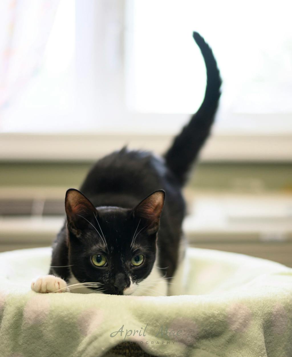Hobbs (petsmart Orangeville), a 2 years old Black Male Domestic Short Hair Cat