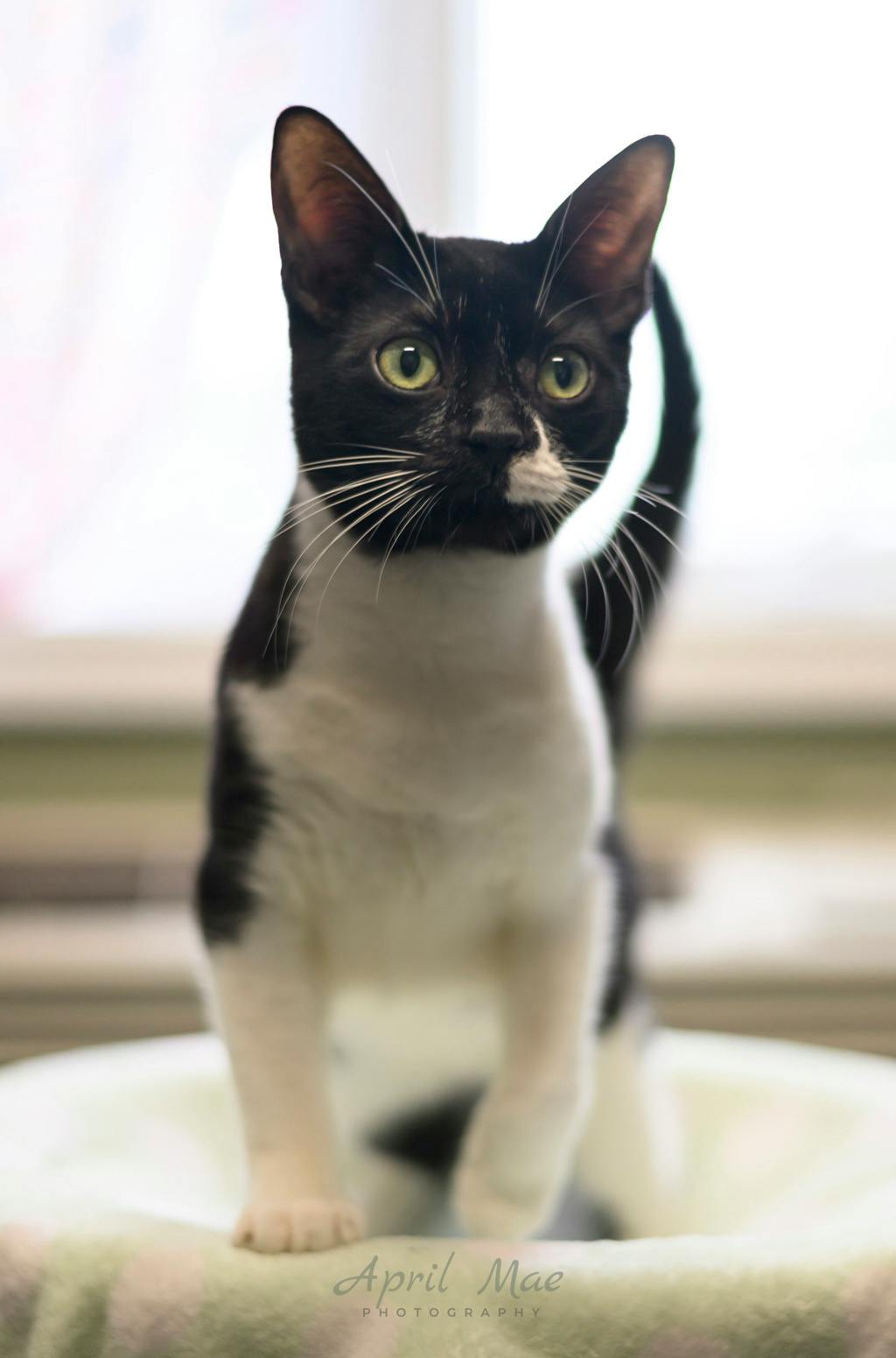 Hobbs (petsmart Orangeville), a 2 years old Black Male Domestic Short Hair Cat