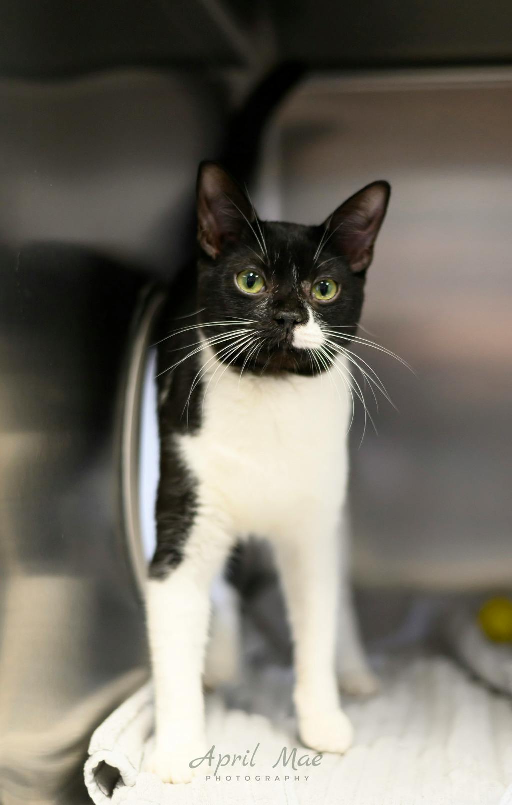 Hobbs (petsmart Orangeville), a 2 years old Black Male Domestic Short Hair Cat