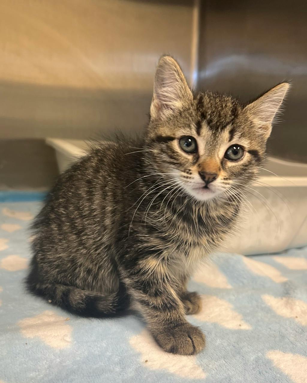 Zebra, a 10 weeks old Brown Tabby Female Domestic Short Hair Kitten