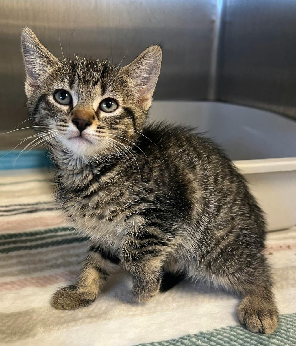 Giraffe, a 10 weeks old Brown Tabby Female Domestic Short Hair Kitten