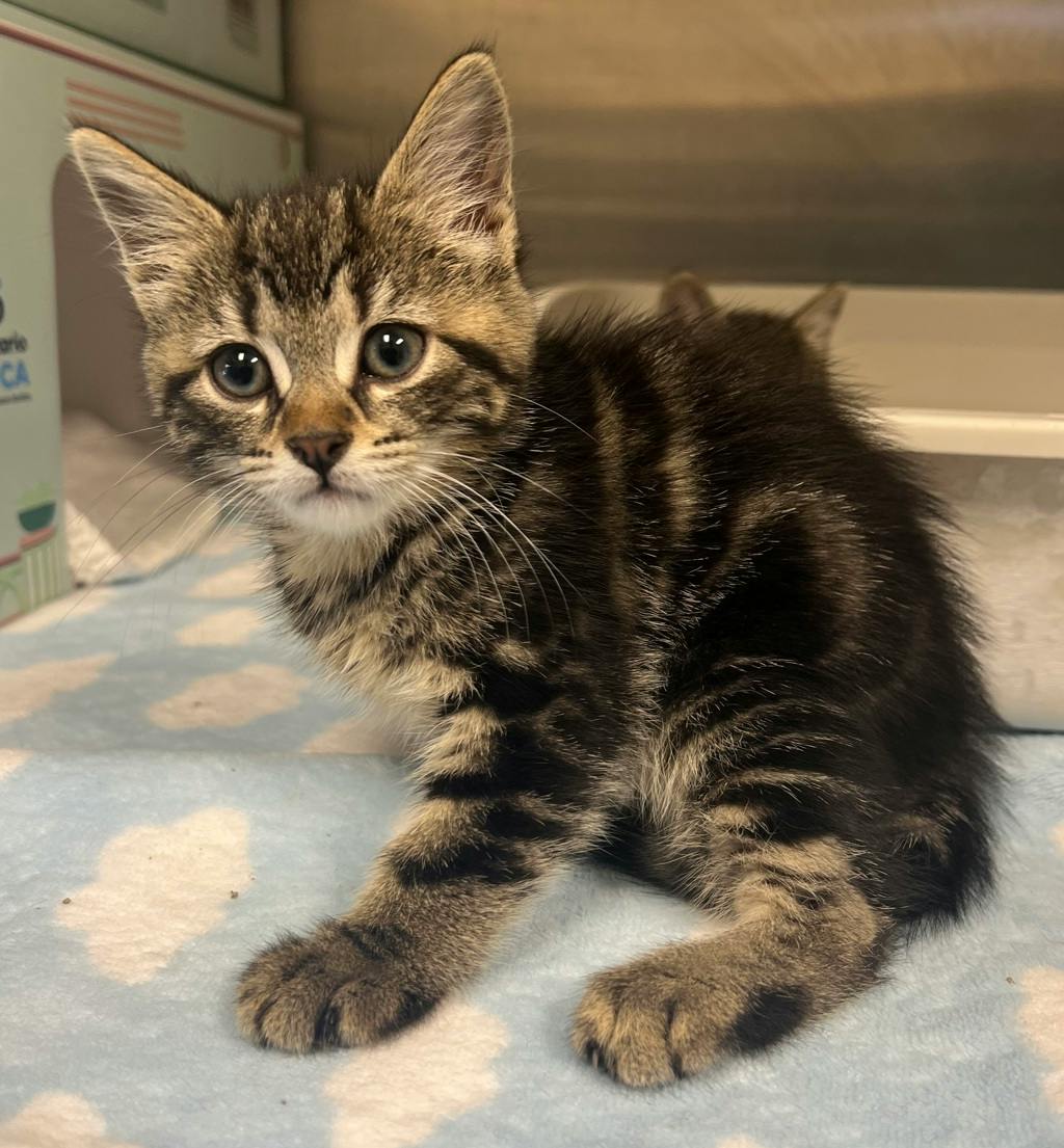 Cheetah, a 10 weeks old Tabby Female Domestic Short Hair Kitten