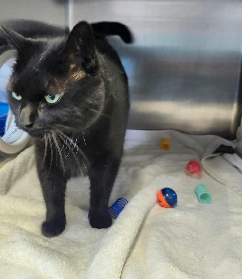Zahara, a 6 years and 4 months old Black Female Domestic Short Hair Cat