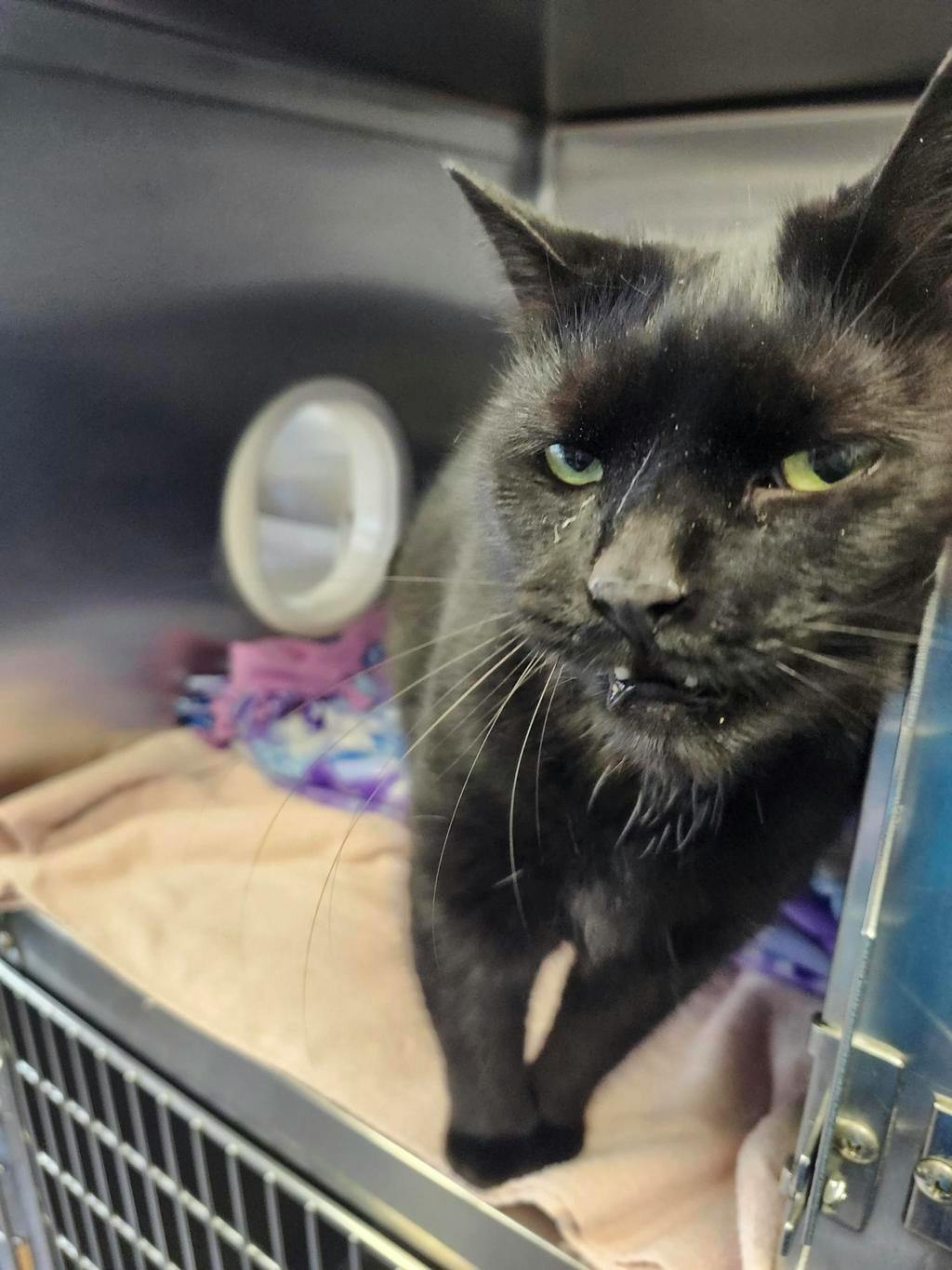 Zahara, a 6 years and 4 months old Black Female Domestic Short Hair Cat