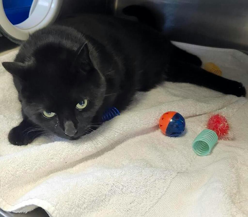 Zahara, a 6 years and 4 months old Black Female Domestic Short Hair Cat