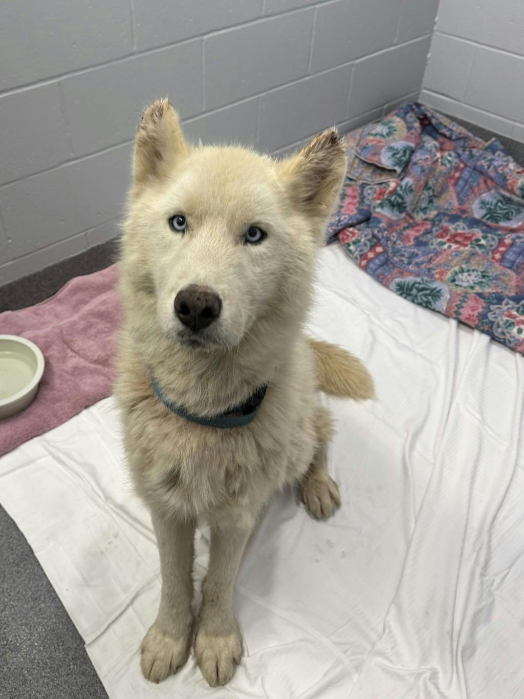 Melvin, a 4 years old White Male Husky Mixed Dog