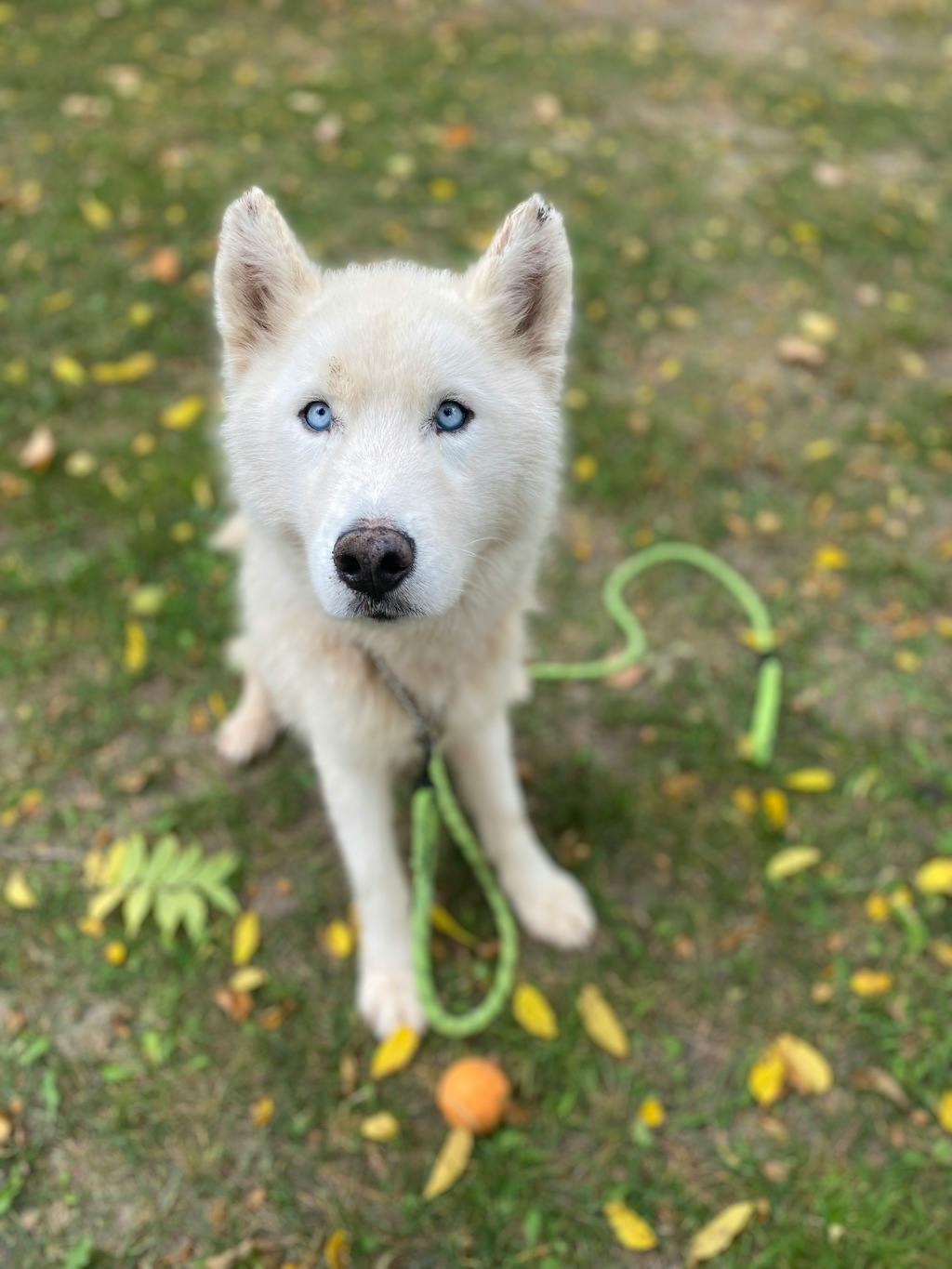 Melvin, a 4 years old White Male Husky Mixed Dog
