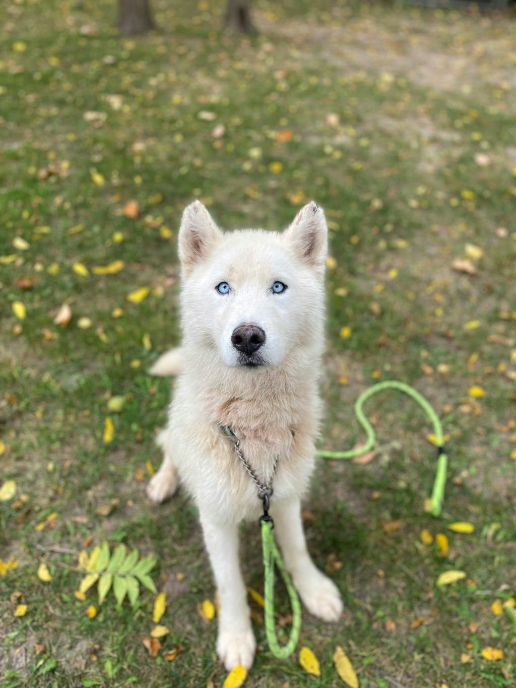 Melvin, a 4 years old White Male Husky Mixed Dog