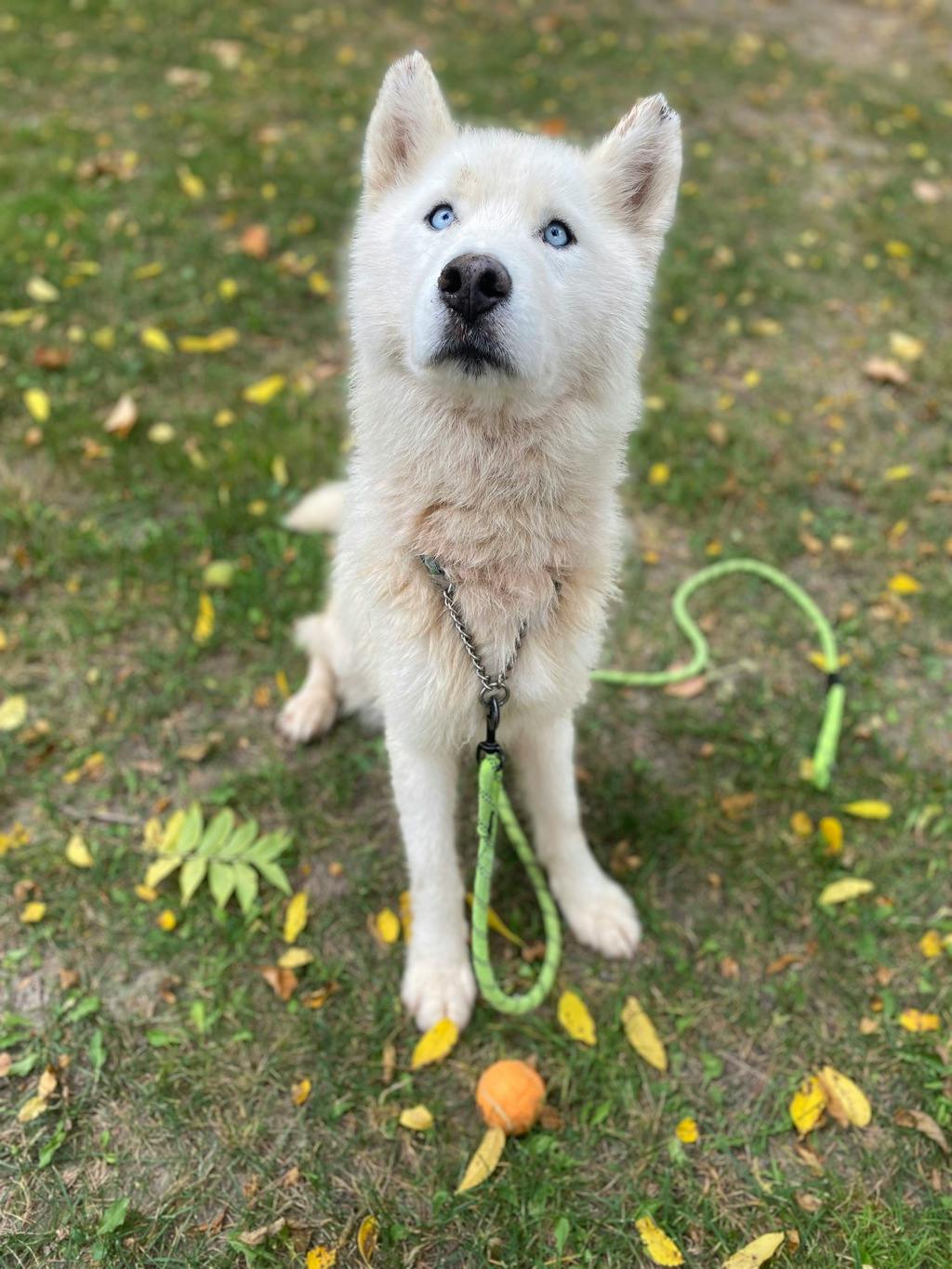 Melvin, a 4 years old White Male Husky Mixed Dog