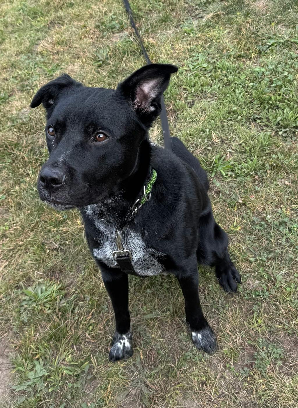 Dexter, a 2 years old Black Male Labrador Retriever Dog