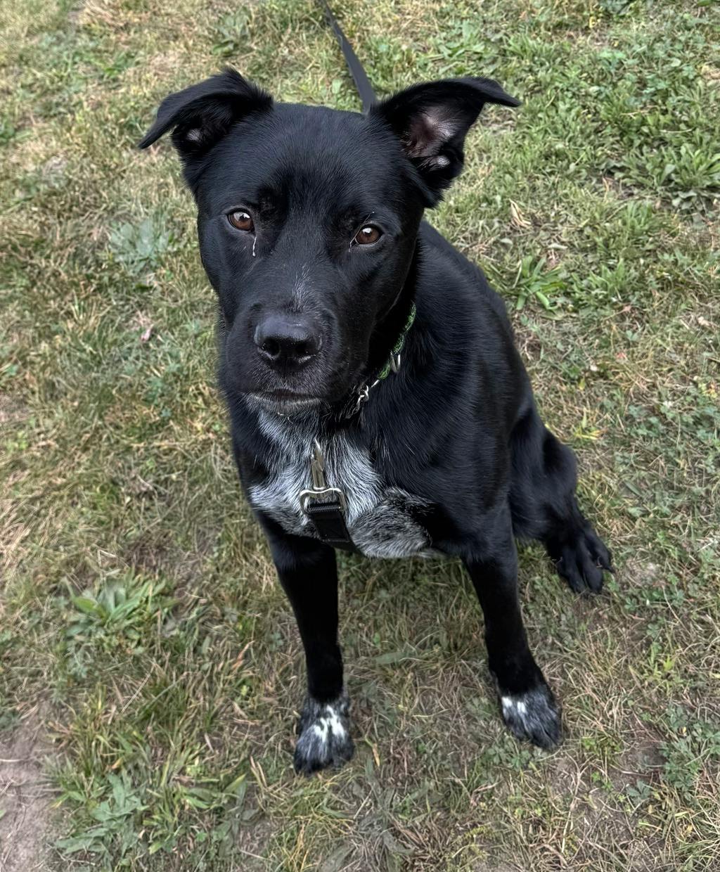 Dexter, a 2 years old Black Male Labrador Retriever Dog