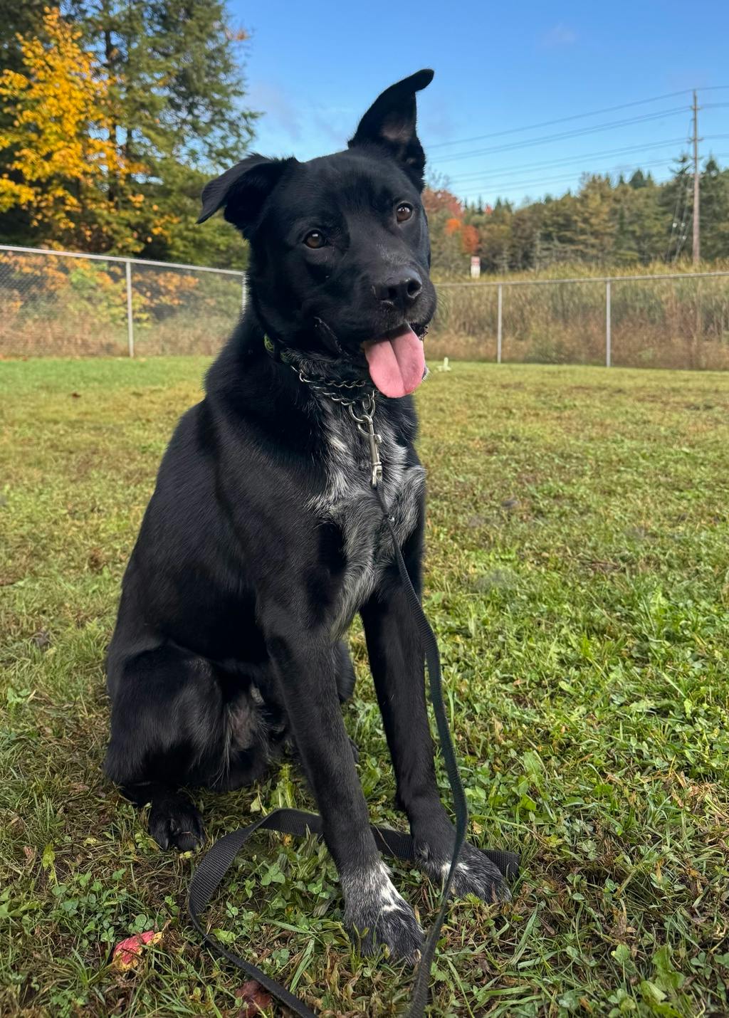 Dexter, a 2 years old Black Male Labrador Retriever Dog