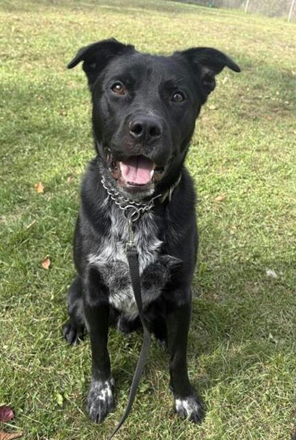 Dexter, a 2 years old Black Male Labrador Retriever Dog