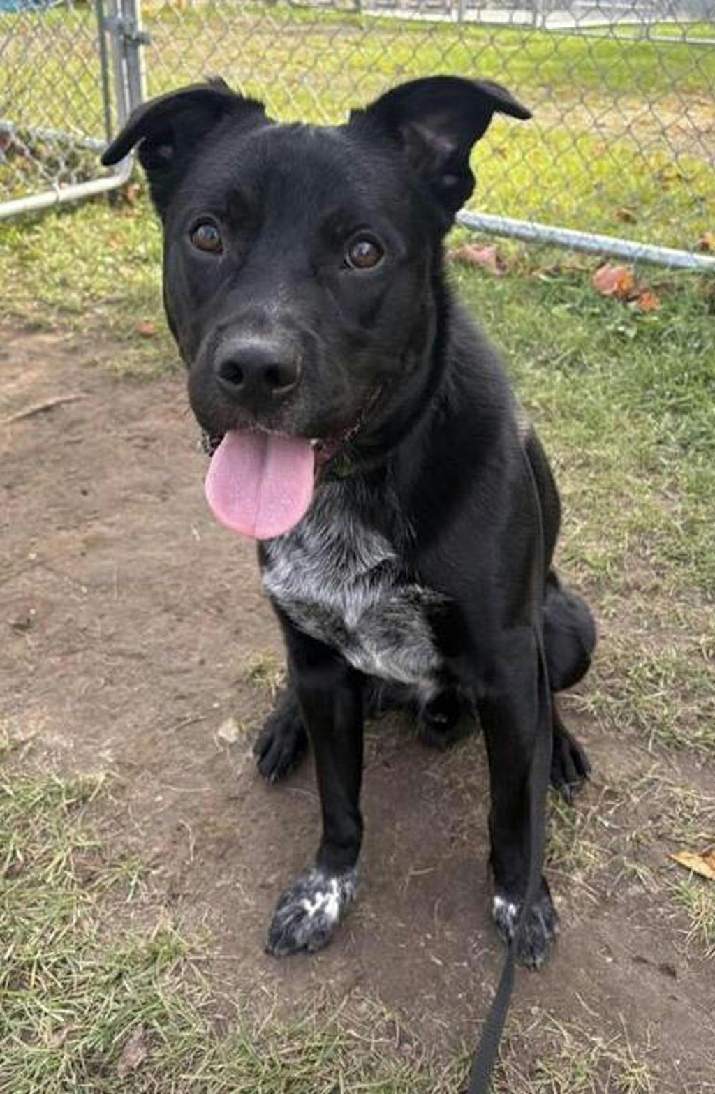Dexter, a 2 years old Black Male Labrador Retriever Dog