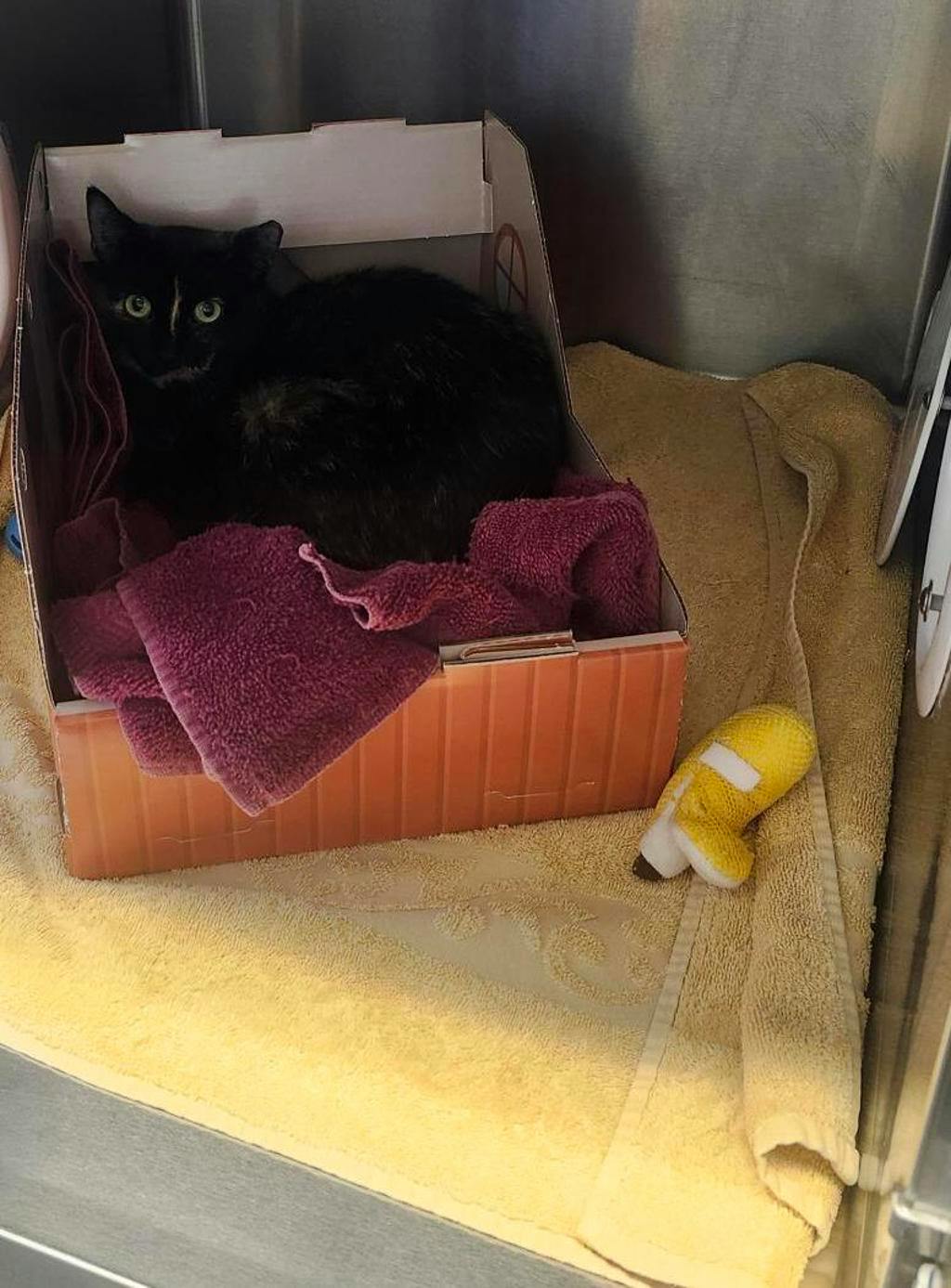Cosmo (fta), a 2 years old Tortoiseshell Female Domestic Short Hair Cat