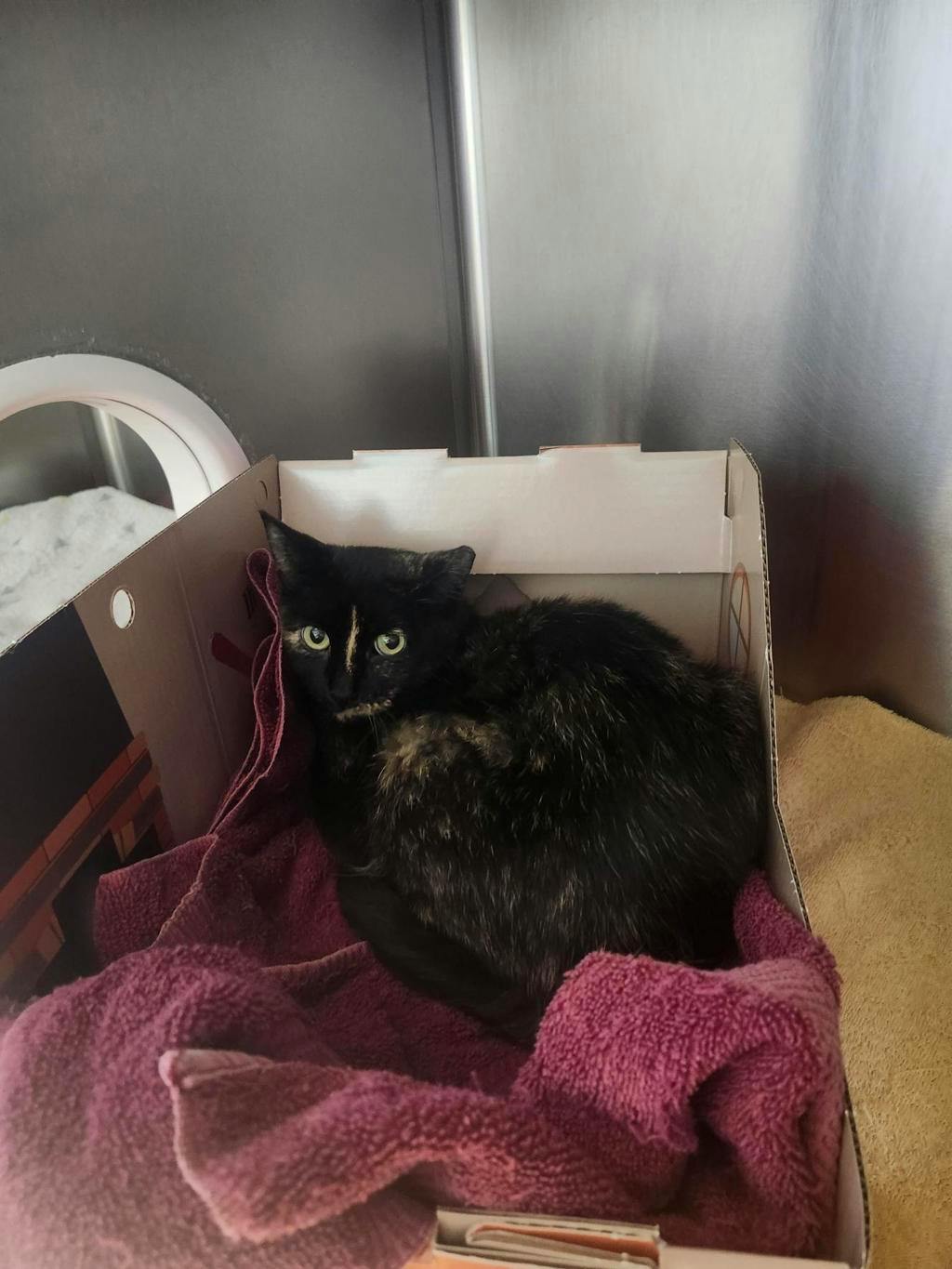 Cosmo (fta), a 2 years old Tortoiseshell Female Domestic Short Hair Cat