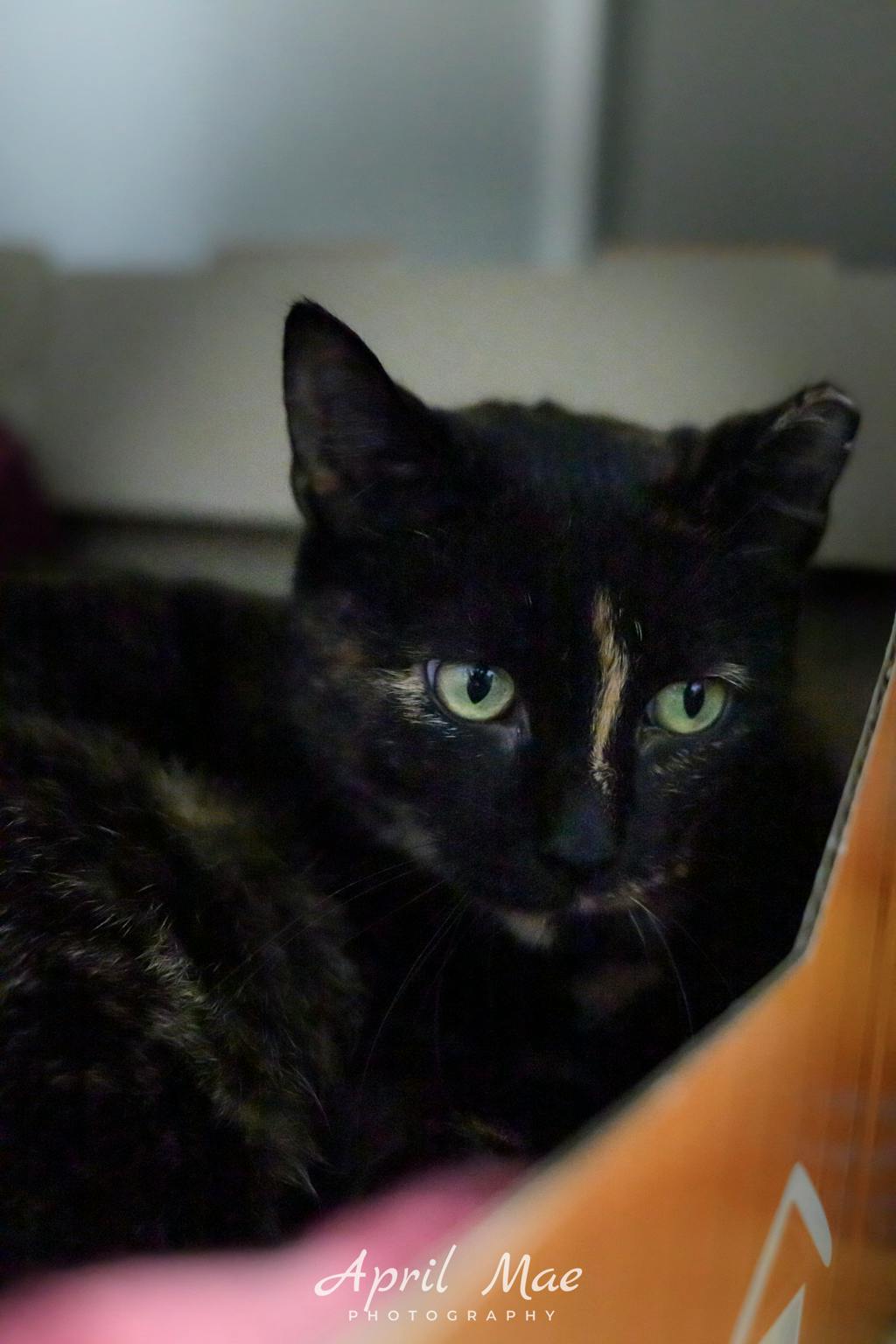Cosmo (fta), a 2 years old Tortoiseshell Female Domestic Short Hair Cat