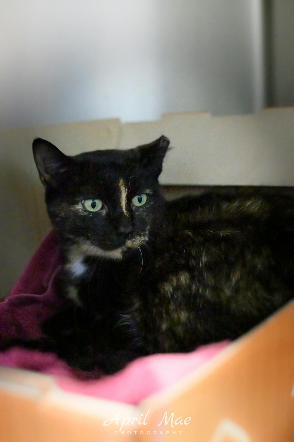 Cosmo (fta), a 2 years old Tortoiseshell Female Domestic Short Hair Cat