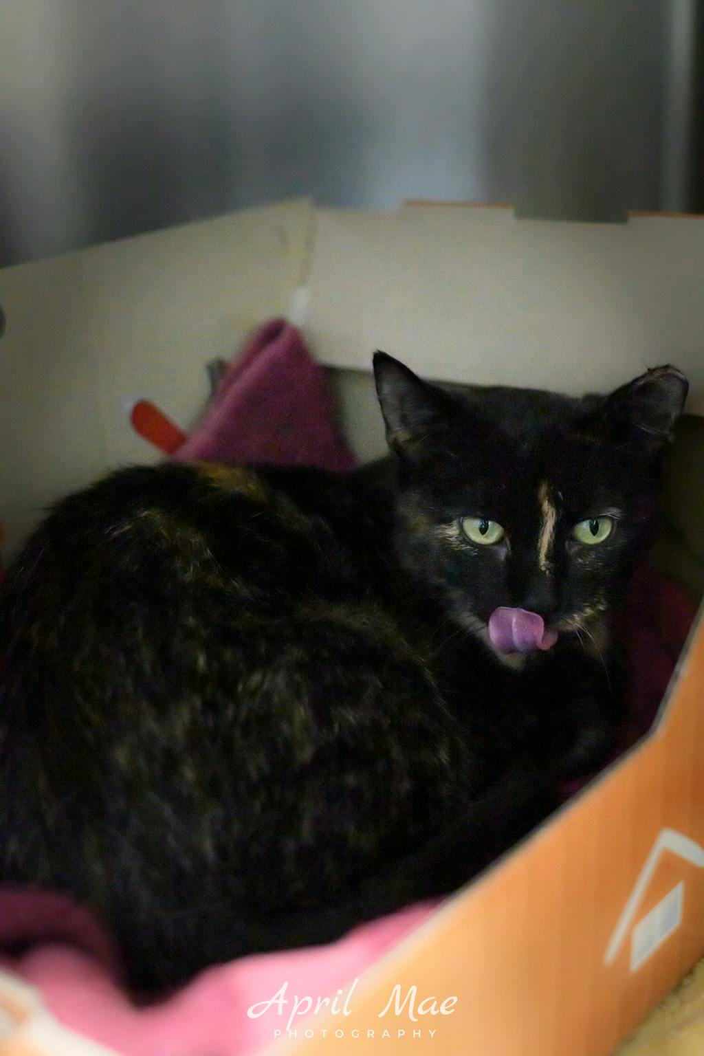 Cosmo (fta), a 2 years old Tortoiseshell Female Domestic Short Hair Cat