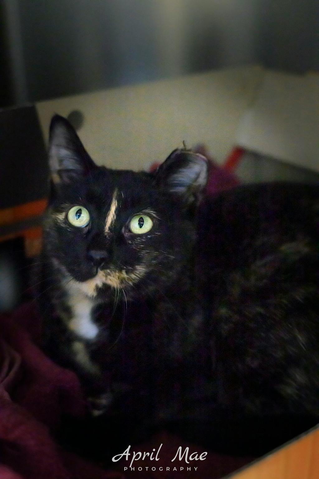 Cosmo (fta), a 2 years old Tortoiseshell Female Domestic Short Hair Cat
