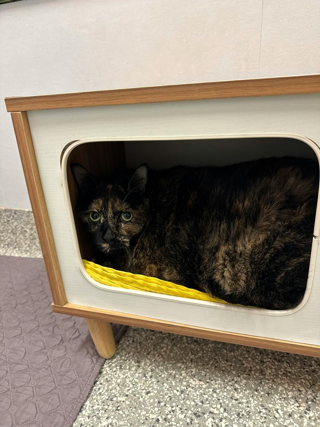 Pumpkin, a 4 years old Tortoiseshell Female Domestic Short Hair Cat