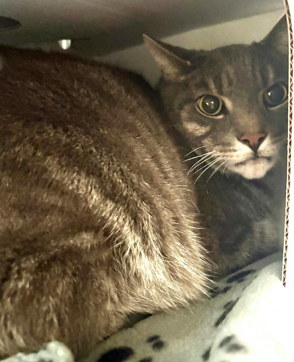 Ceaser (PetSmart Innes), a 8 years old Brown Tabby Male Domestic Short Hair Cat