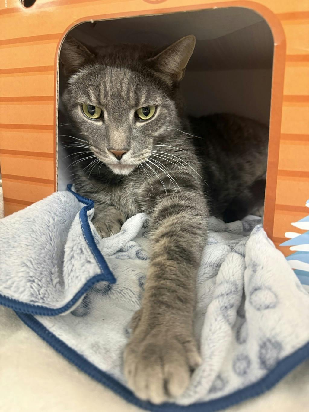 Ceaser (PetSmart Cornwall), a 8 years old Brown Tabby Male Domestic Short Hair Cat