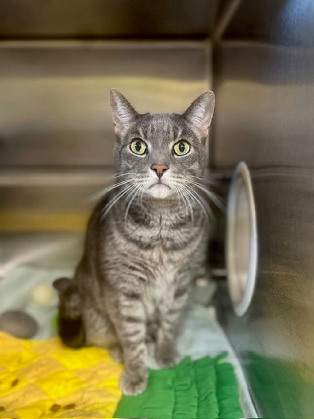 Ceaser (PetSmart Cornwall), a 8 years old Brown Tabby Male Domestic Short Hair Cat