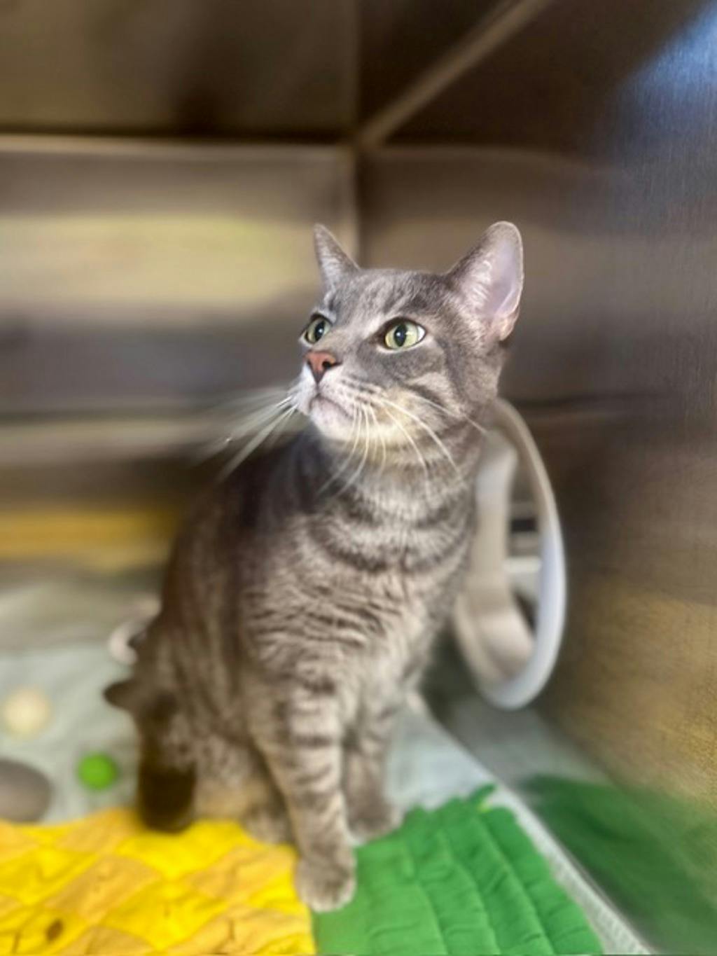 Ceaser (PetSmart Cornwall), a 8 years old Brown Tabby Male Domestic Short Hair Cat