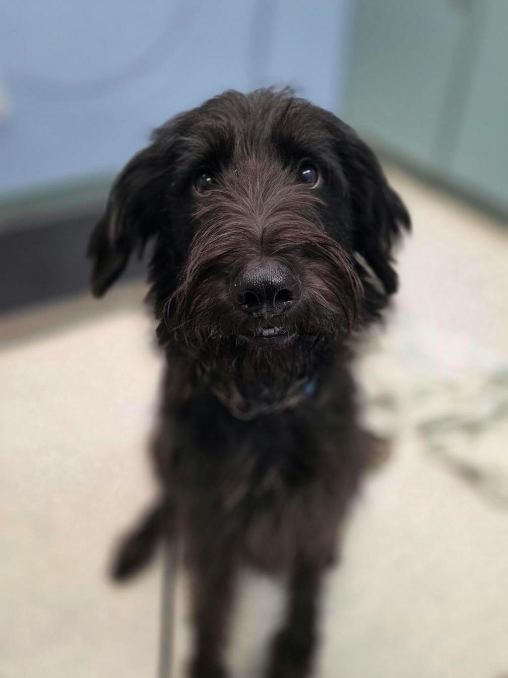 Pickle, a 2 years old Black Male Poodle Standard Dog