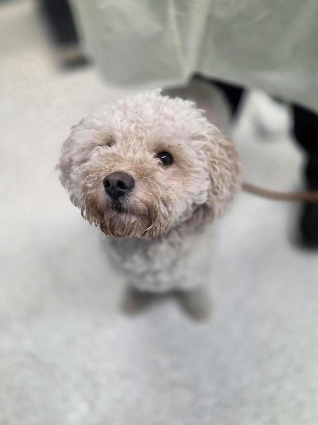 Josie, a 3 years old White Female Bichon Frise Dog