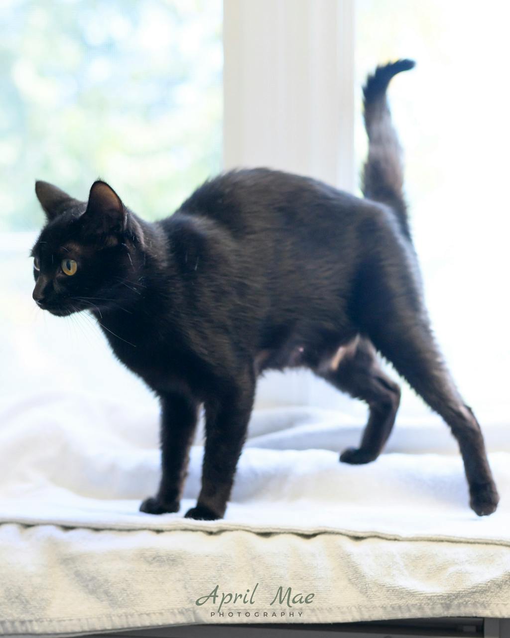 Moon (petsmart Orangeville), a 4 years and 1 month old Black Female Domestic Short Hair Cat