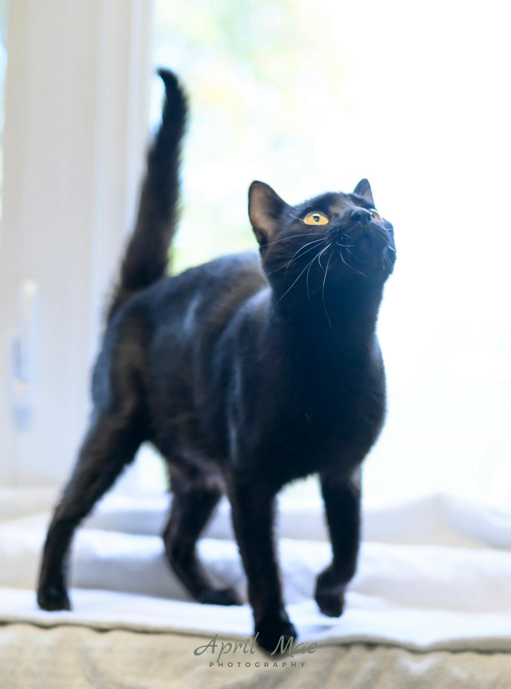 Moon (petsmart Orangeville), a 4 years and 1 month old Black Female Domestic Short Hair Cat