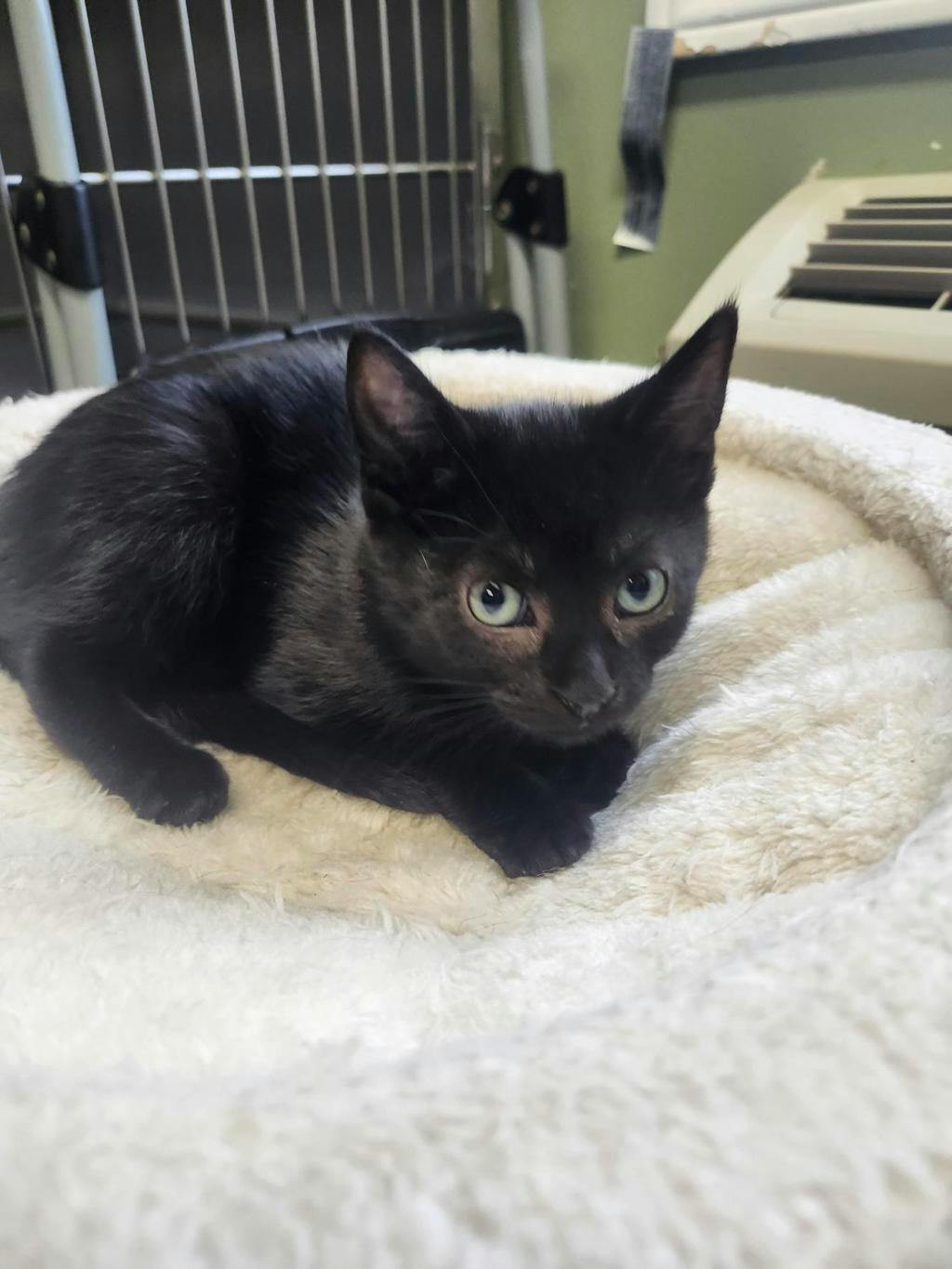 Tessa (petsmart Orangeville), a 11 weeks old Black Female Domestic Short Hair Kitten