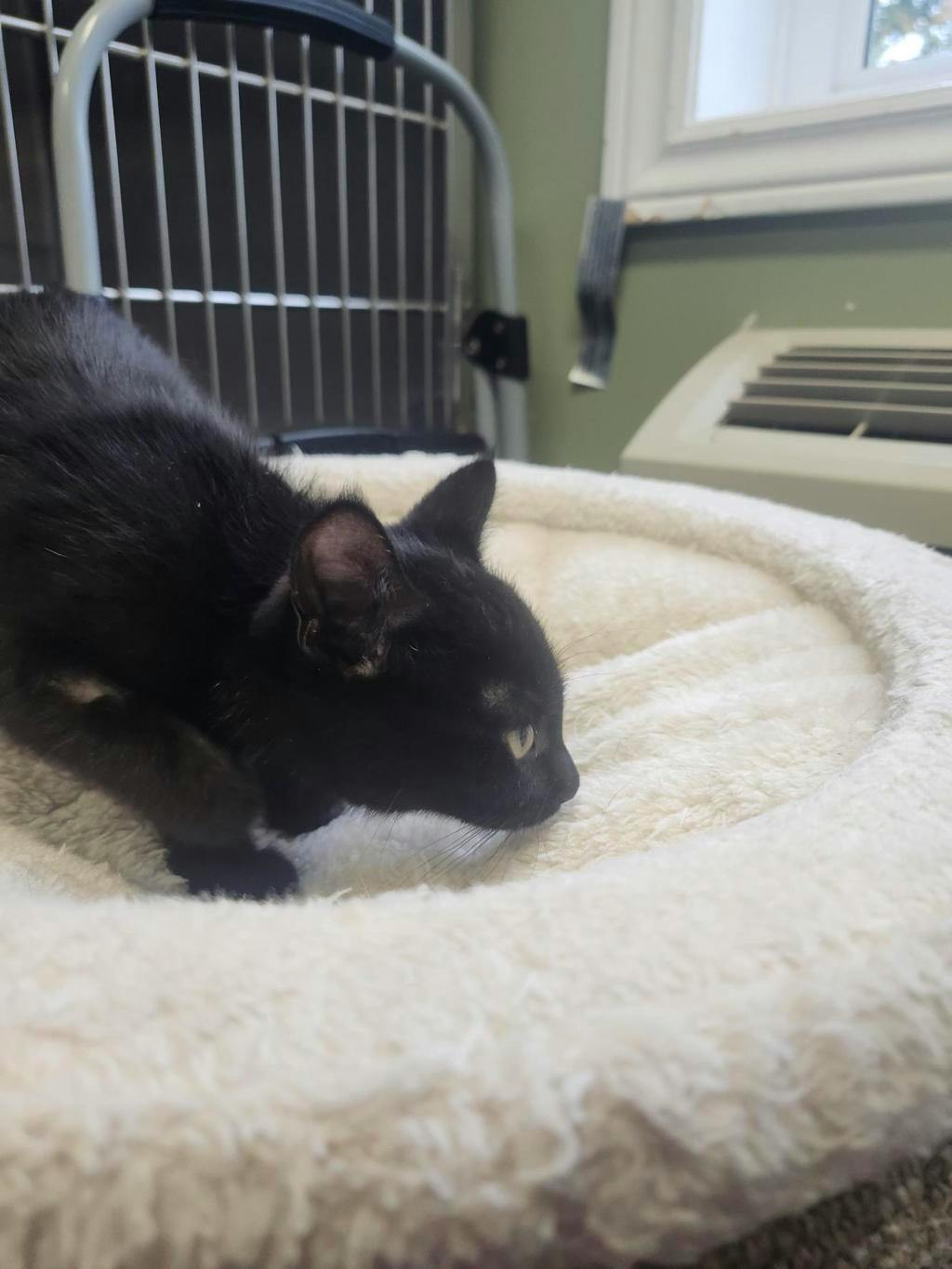 Tessa (petsmart Orangeville), a 11 weeks old Black Female Domestic Short Hair Kitten