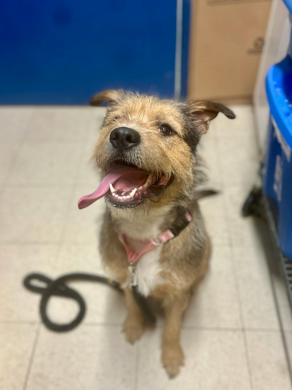 Sally, a 2 years and 6 months old Tan Female Labradoodle Dog