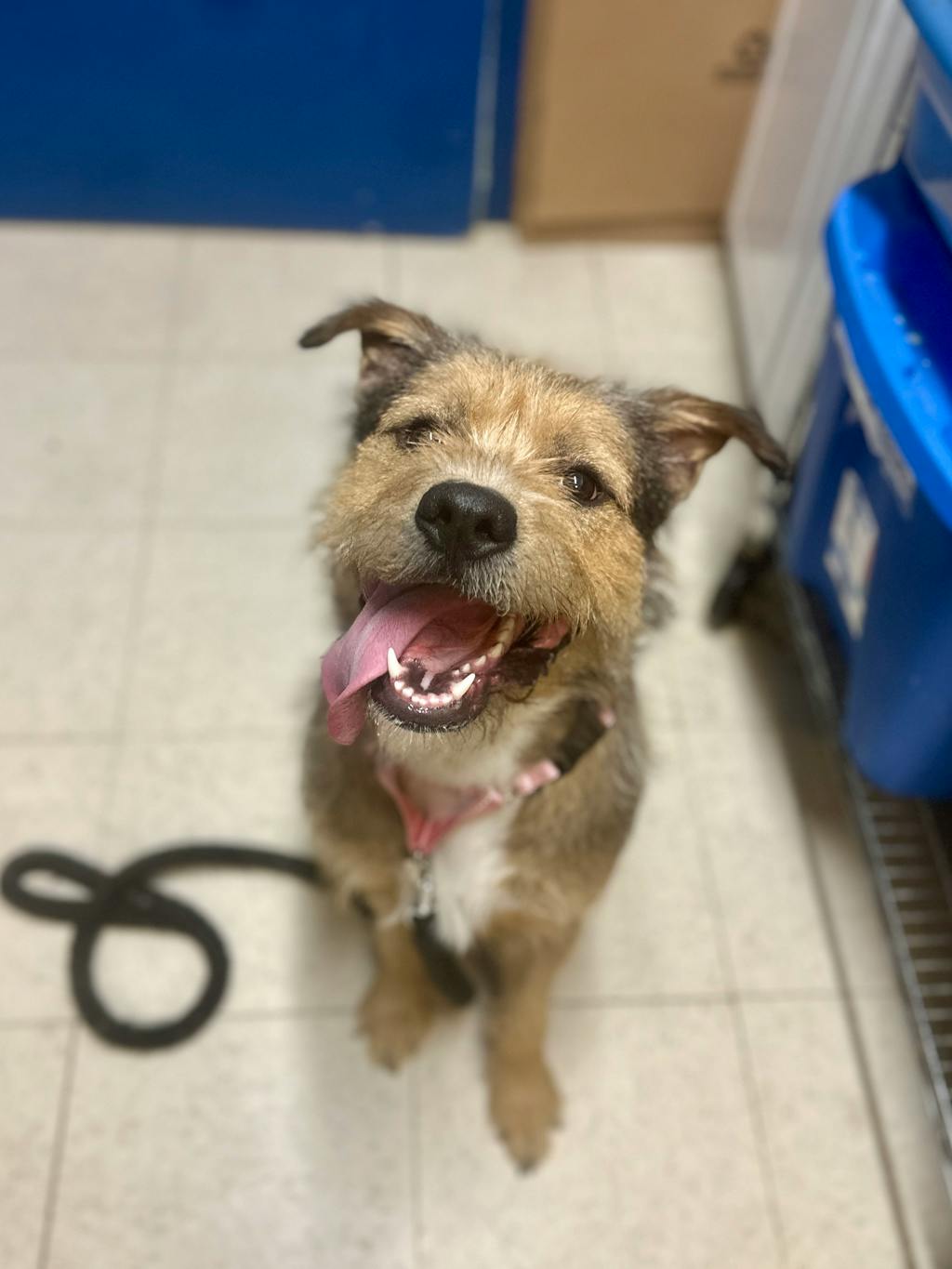 Sally, a 2 years and 6 months old Tan Female Labradoodle Dog