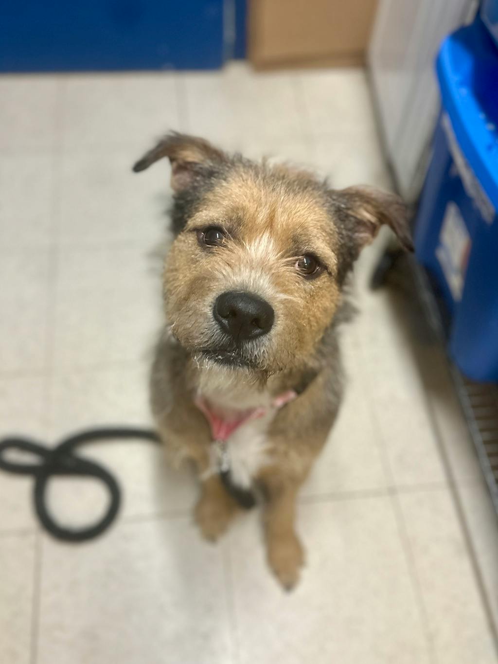 Sally, a 2 years and 6 months old Tan Female Labradoodle Dog
