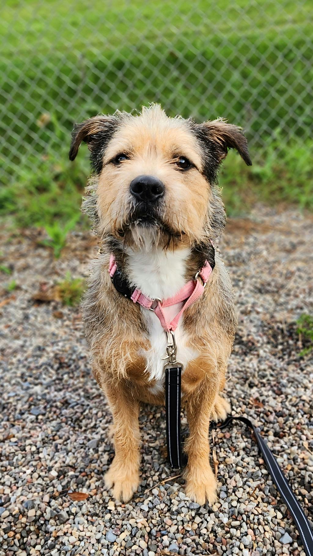 Sally, a 2 years and 6 months old Tan Female Labradoodle Dog