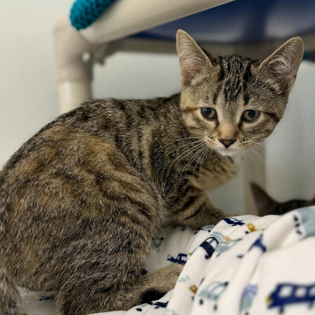 Daphne, a 12 weeks old Torbie Female Domestic Short Hair Kitten
