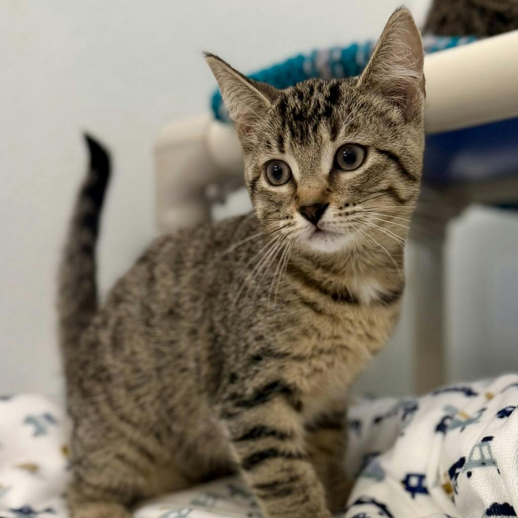 Norma, a 12 weeks old Brown Tabby Female Domestic Short Hair Kitten