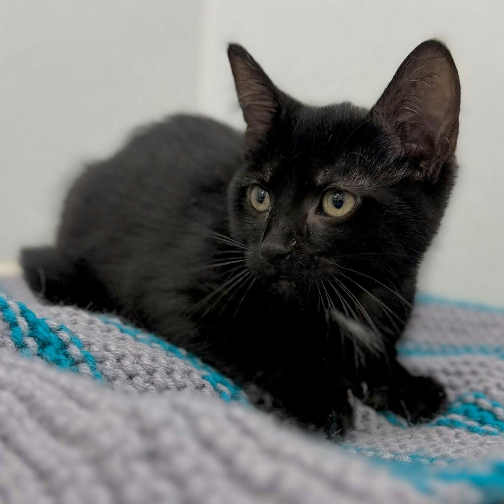 Lola, a 12 weeks old Black Female Domestic Short Hair Kitten