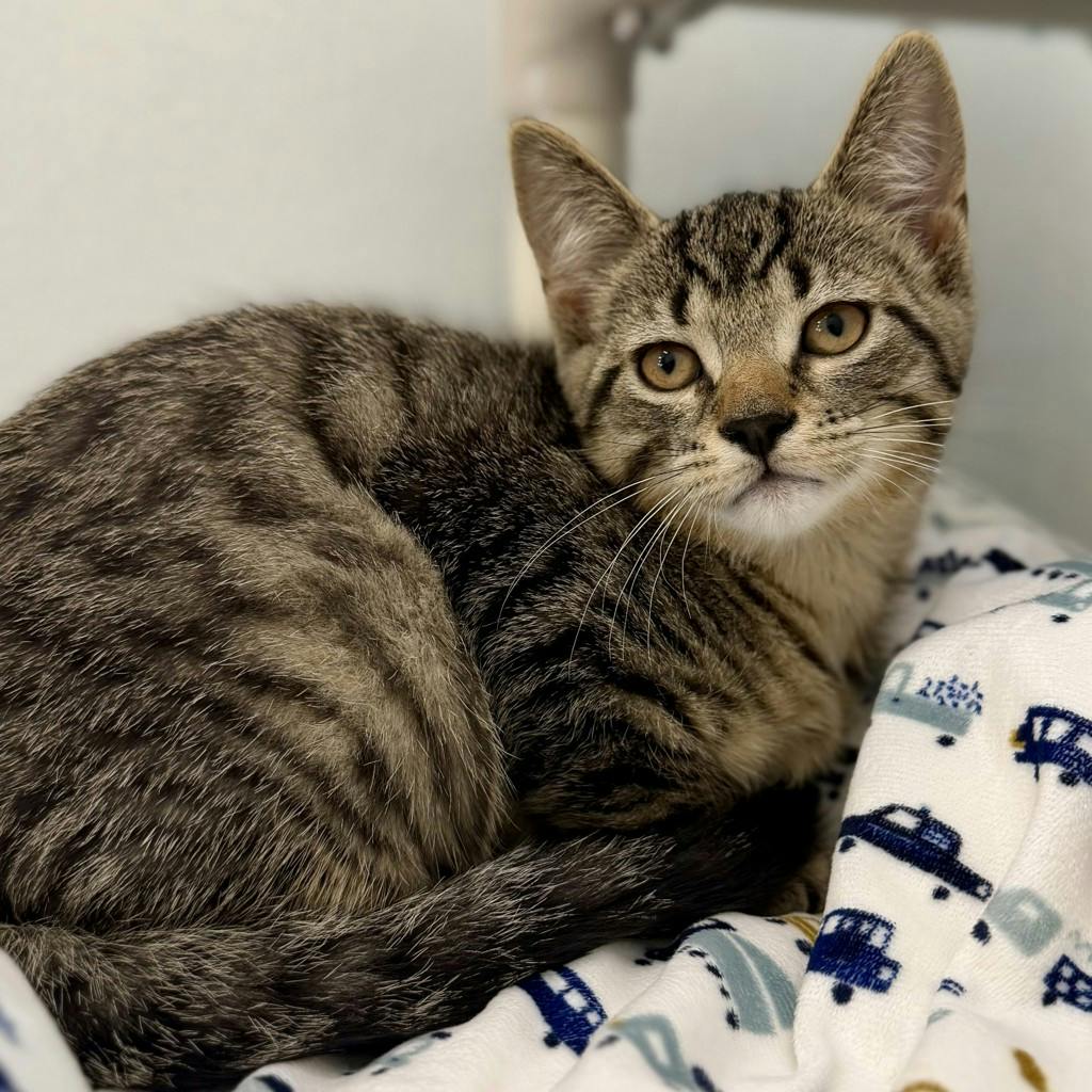 Shaggy, a 12 weeks old Brown Tabby Male Domestic Short Hair Kitten