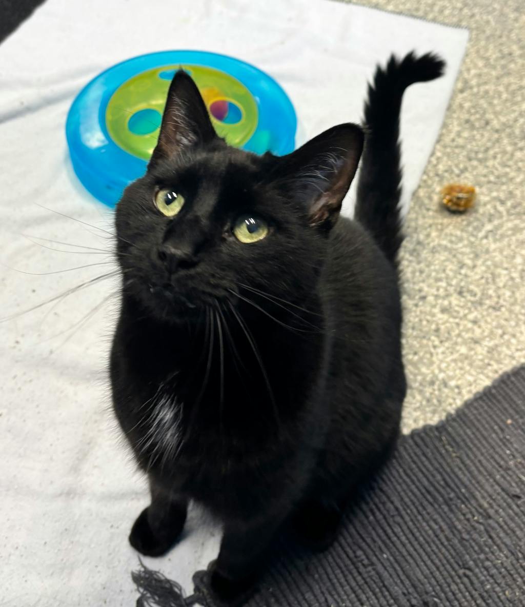 Hero, a 2 years and 6 months old Black Male Domestic Short Hair Cat