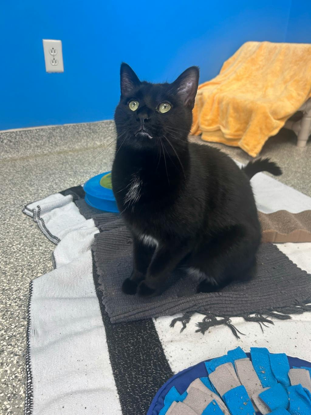 Hero, a 2 years and 6 months old Black Male Domestic Short Hair Cat