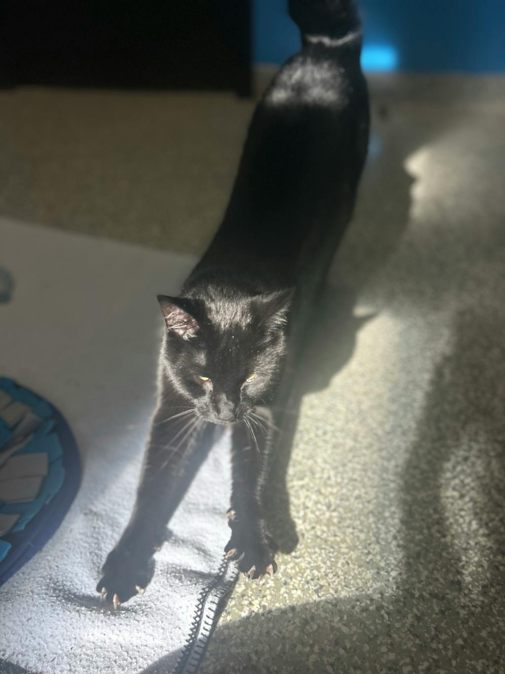 Hero, a 2 years and 6 months old Black Male Domestic Short Hair Cat